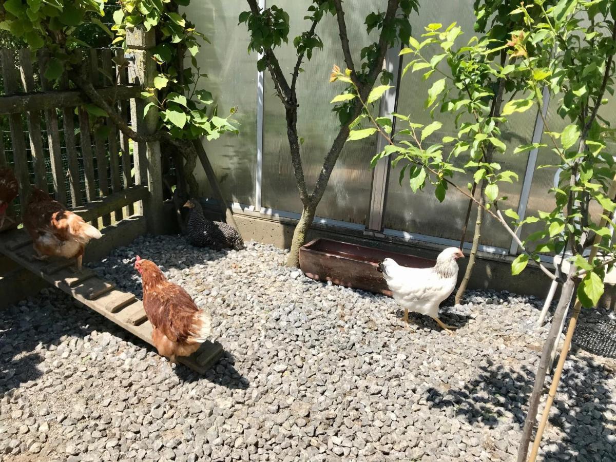 Ferienwohnung Draexl Garten Und Bergblick Nußdorf am Inn Extérieur photo